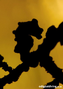 "Pygmy Sunset" - a quirk of light (no Photoshop) by David Henshaw 
